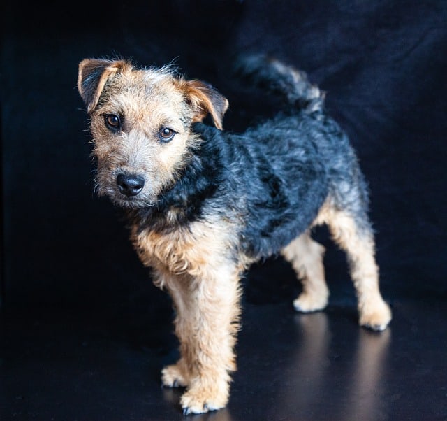 Lakeland Terrier - Top 20 Dumbest Dog Breeds