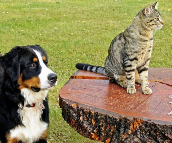 Large Dogs with Low Prey Drive