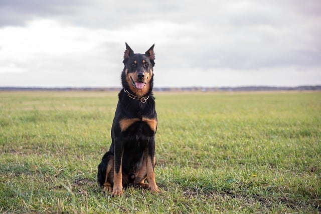 Large Dogs with Low Prey Drive - Beauceron