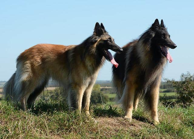Large Dogs with Low Prey Drive - Belgian Tervuren