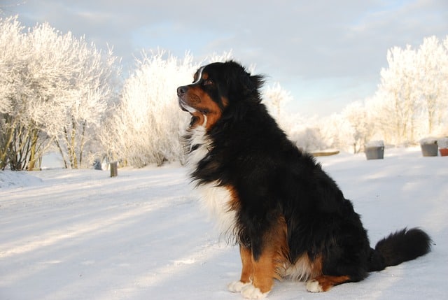 Large Dogs with Low Prey Drive - Bernese Mountain Dog