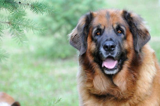 Large Dogs with Low Prey Drive - Leonberger