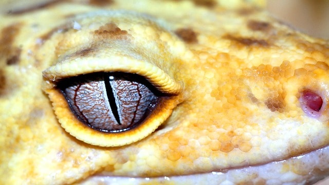 Leopard Gecko Egg Incubation Time