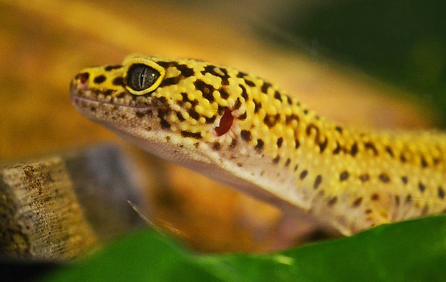 Leopard Gecko Food - What do Leopard Geckos Eat