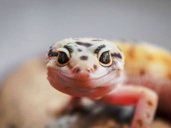 Leopard Gecko Gifts - Leopard Gecko Gift Ideas
