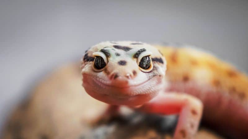Leopard Gecko Gifts - Leopard Gecko Gift Ideas