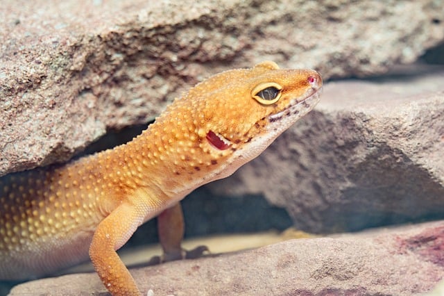 Healthy Leopard Gecko Weight