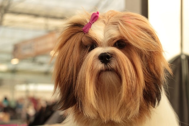 Lhasa Apso - Top 20 Dumbest Dog Breeds
