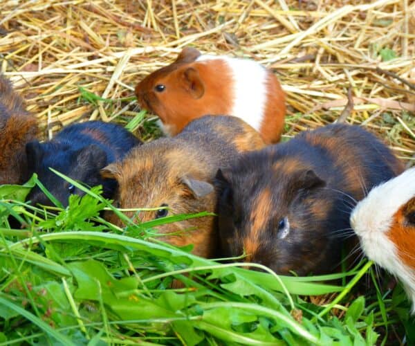 Low Calcium Vegetables for Guinea Pigs