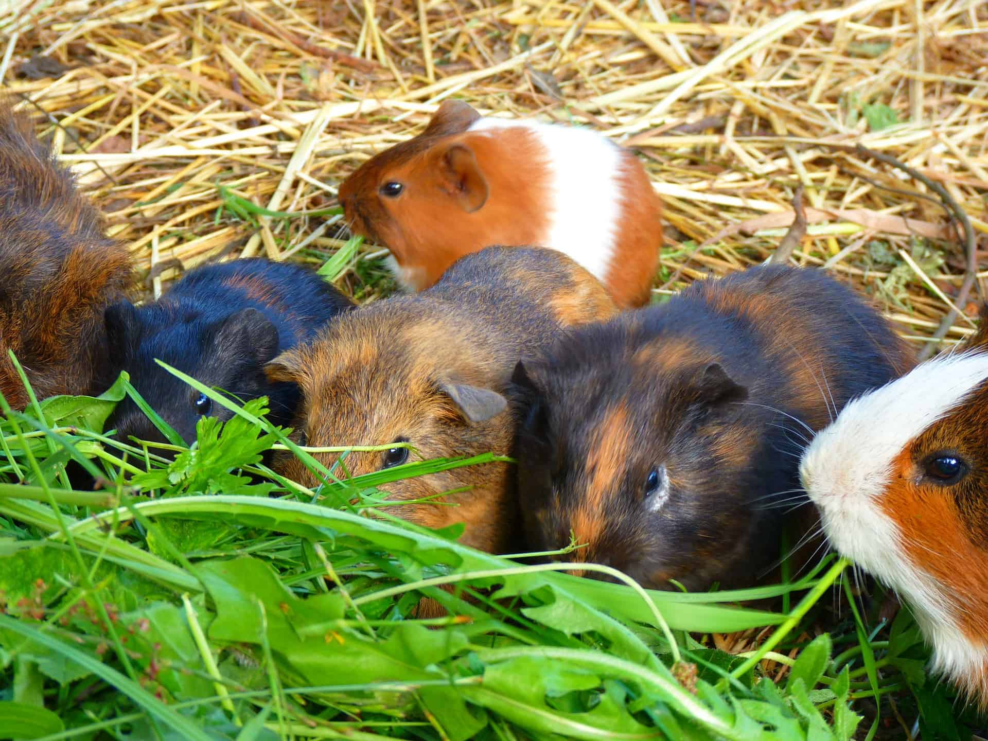 Low Calcium Vegetables for Guinea Pigs - The Pet Supply Guy