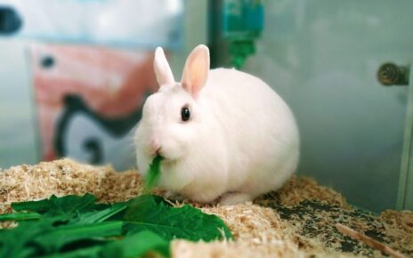 Low Calcium Vegetables for Rabbits
