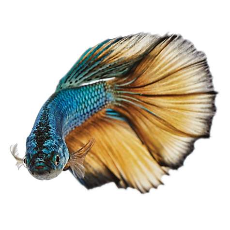 Male Paradise Betta - Easiest Fish to Care for in a Bowl