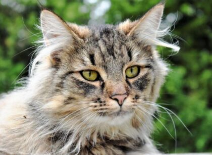 Matted Cat Hair Removal Cream