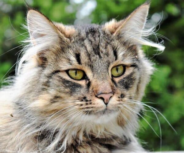 Matted Cat Hair Removal Cream