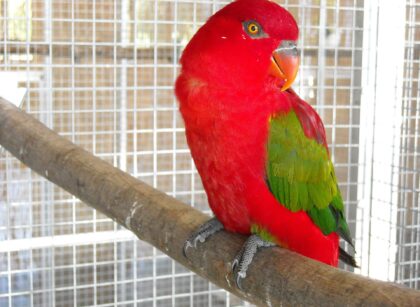 Mess Free Bird Cages
