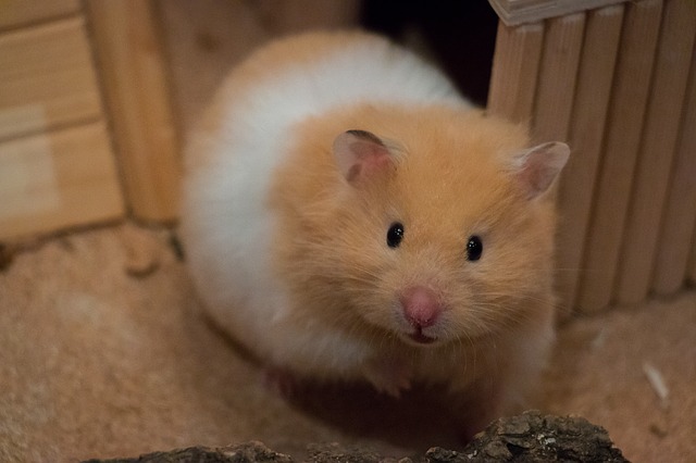 Minimum Cage Size for Syrian Hamsters