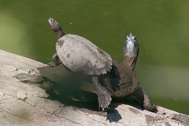 Mississippi Map Turtle (Graptemys pseudogeographica)