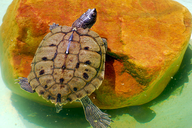 Mississippi Map Turtle Tank Size