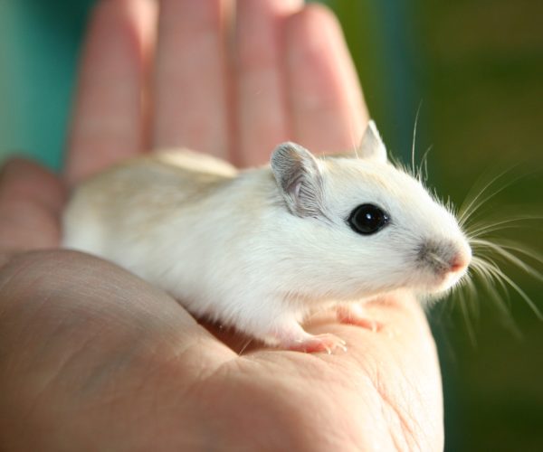 Mouse Cage Calculator
