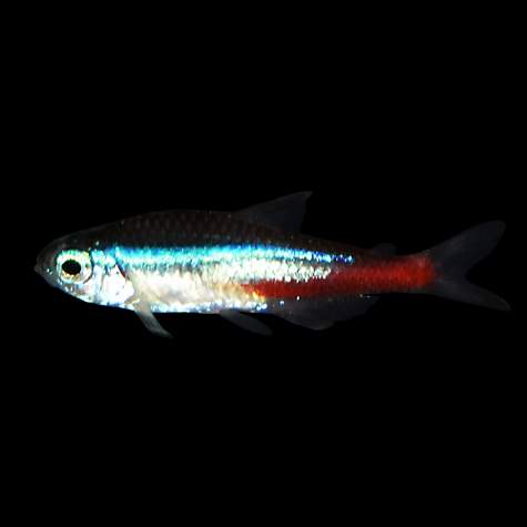 Best Tropical Fish for a 20 Gallon Tank | Neon Tetra