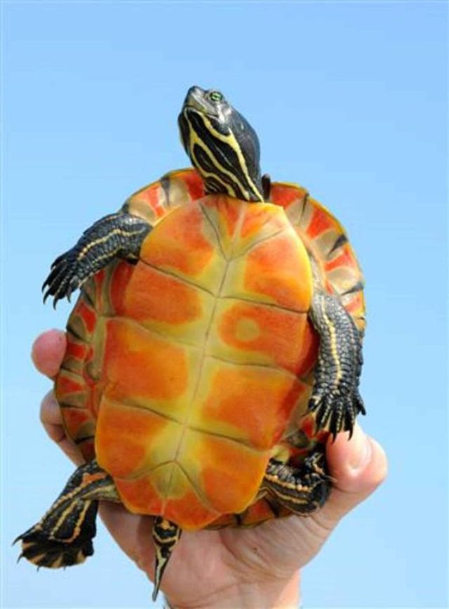 Northern red-bellied cooter (Pseudemys rubriventris)