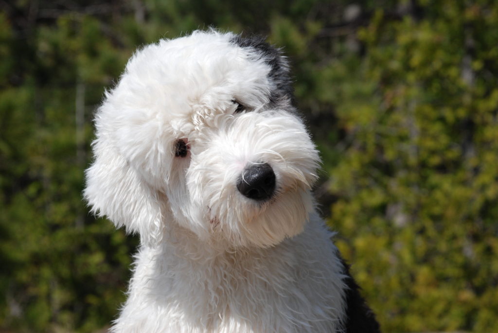 Old English Sheepdog - Top 20 Dumbest Dog Breeds