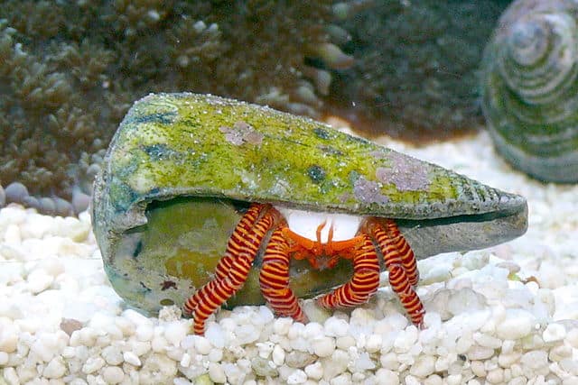 Orange Leg Hermit Crab - Ciliopagurus strigatus  Halloween Hermit Crab