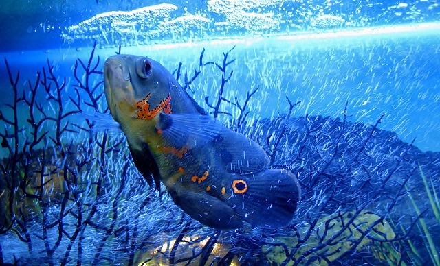 Oscar Fish Tank Size