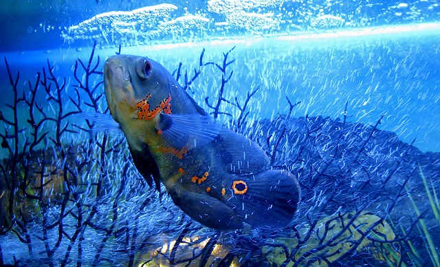 Oscar - Astronotus ocellatus