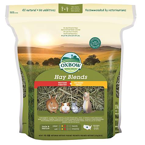 View of What do Hamsters Need in their Cage - The Pet Supply Guy