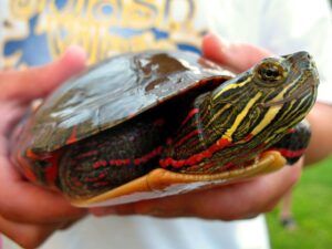 Types of Water Turtles (14 Types of Aquatic Turtles) | The Pet Supply Guy