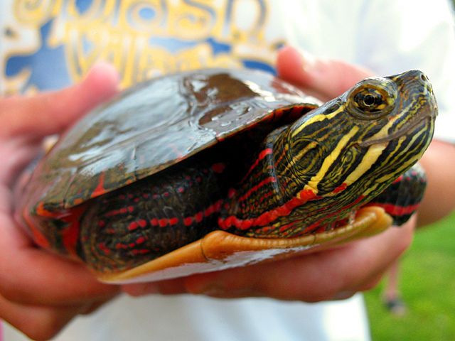 Painted Turtle (Chrysemys picta)