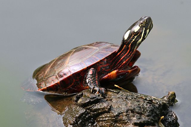 Painted Turtle Tank Size