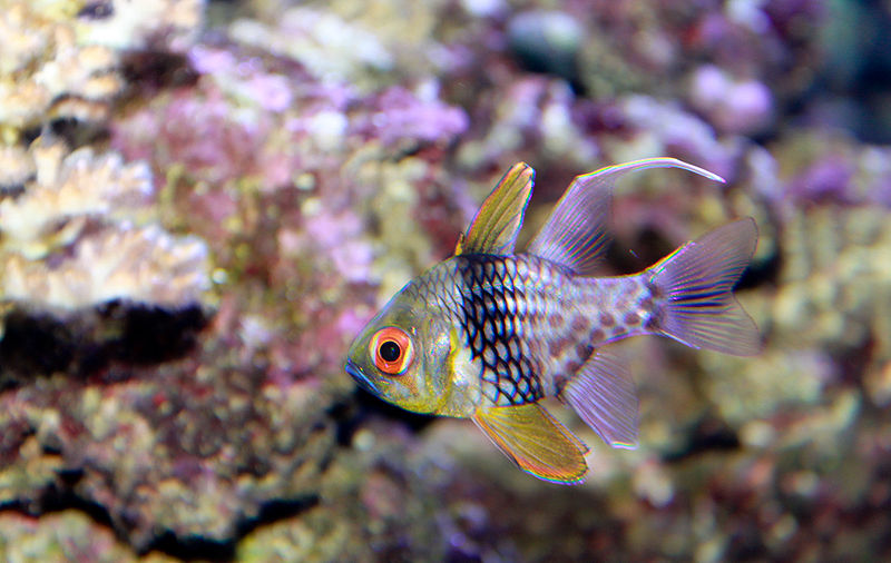 Best Saltwater Fish for 55 Gallon Tank | Pajama Cardinal