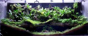 Paludarium JDowns