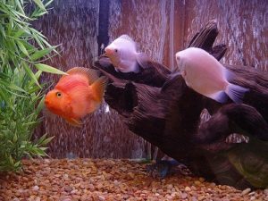 Are Blood Parrot Fish Aggressive