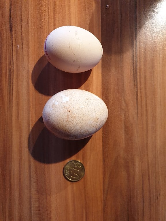 Peacock egg Size vs Coin