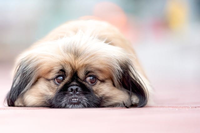 Pekingese - Top 20 Dumbest Dog Breeds