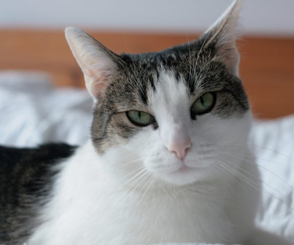Pheromones for Cats Side Effects
