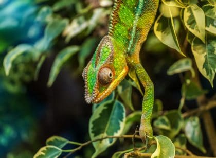 Plants for a Chameleon Cage - Chameleon Safe Plants