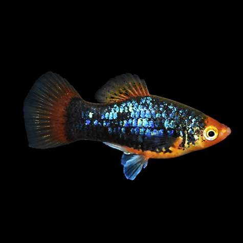 Best Tropical Fish for a 20 Gallon Tank Platies