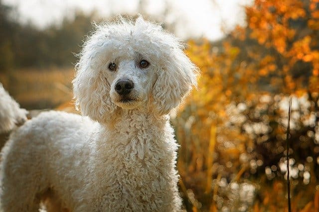 Poodle - Smartest Non Shedding Dogs