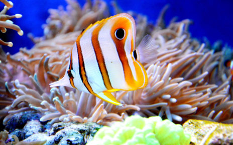 PraziPro Reef Safe