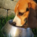 Pros and Cons of Grain Free Dog Food