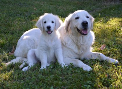 Puppy Height Calculator