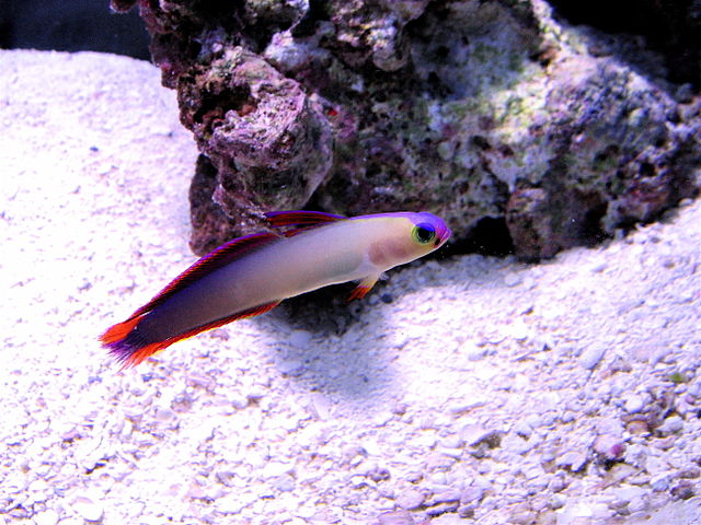 Best Saltwater Fish for 30 Gallon Tank | Purple Firefish