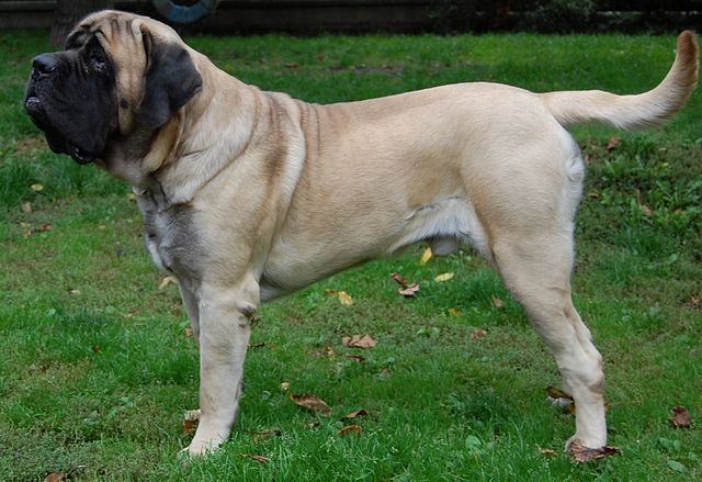 Giant Dog Breeds Size
