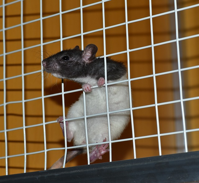 Rat Cage Bar Spacing