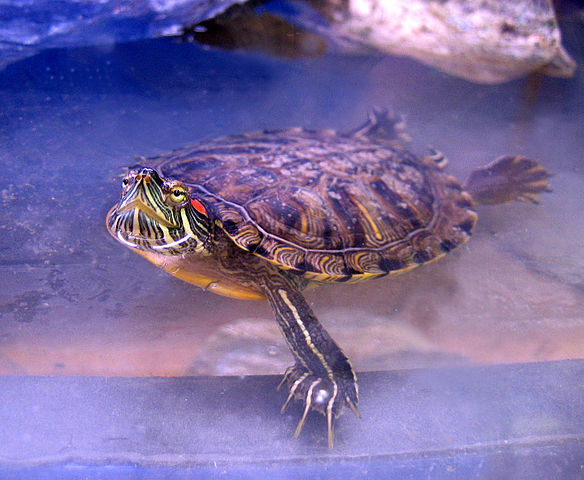Red Eared Slider Turtle Tank Size