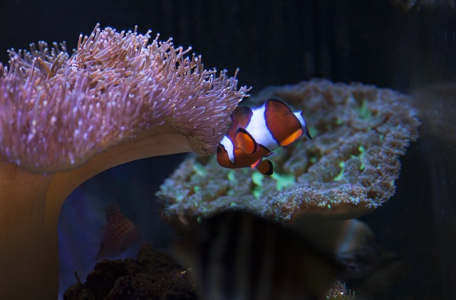 Reef Aquarium Filter Size